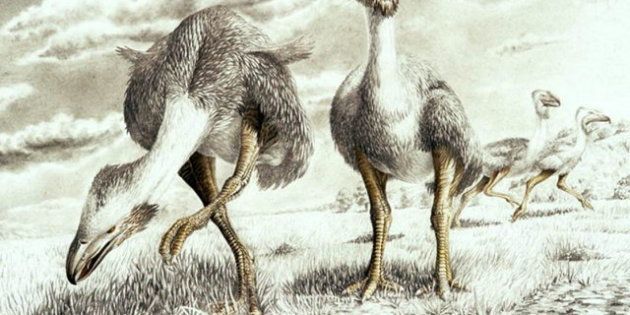 Encuentra huellas de aves de hace 48 millones de años