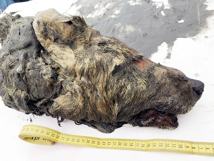 Cabeza de lobo Encontrada con más de 40.000 años
