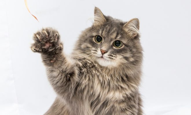 Estadounidenses amputan las garras a los gatos