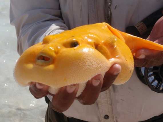 Aliens del oceáno