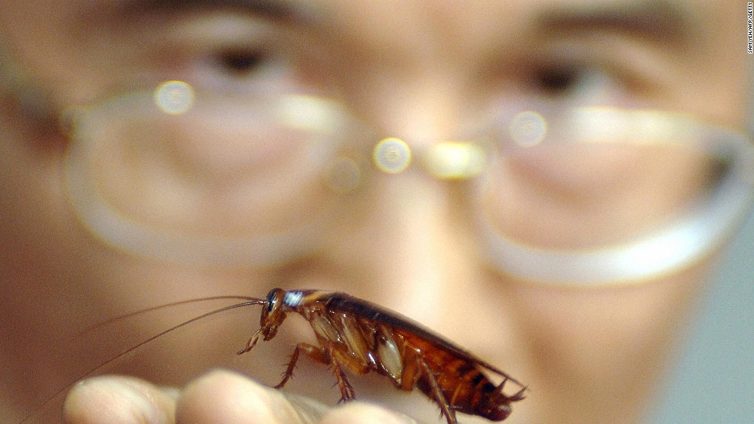 Las cucarachas se están volviendo invencibles a los insecticidas