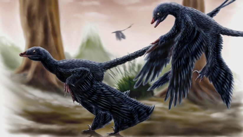 El fósil de este dinosaurio conserva su contenido estomacal. un lagarto