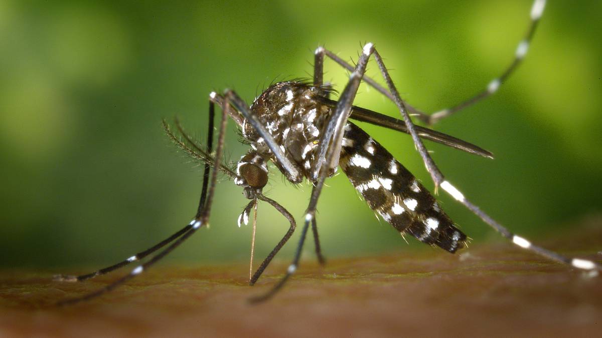 La ciencia ganó la batalla contra los mosquitos tigre