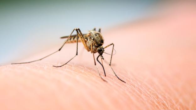 Por qué zumban los mosquitos y por qué te pican a tí