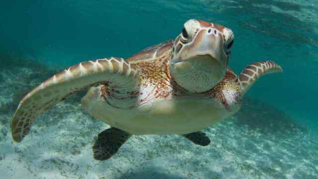 Por qué algunas tortugas pueden sobrevivir meses sin oxigeno