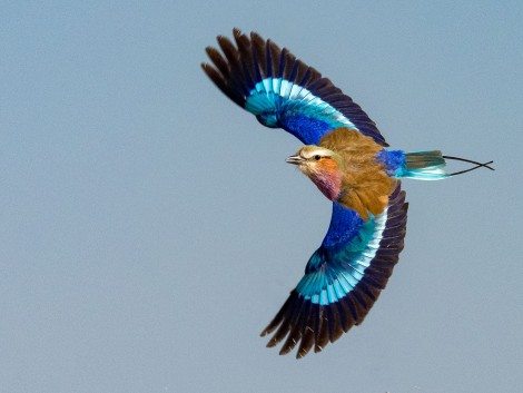 Hallan las primeras plumas azules en un ave fosilizada