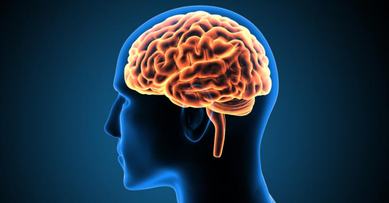 Muchas actividades atribuidas a la corteza cerebral se generan en otra parte del cerebro