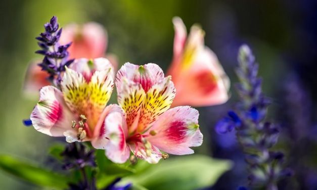 Qué significa el nombre de las flores