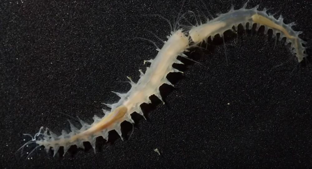 Científicos descubren a unos diminutos gusanos que hacen más ruido que un caza al despegar