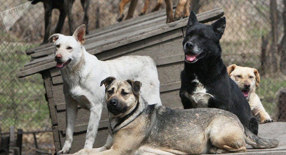 Perros callejeros rescatan a bebé atrapada en el drenaje
