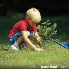 Tu árbol será plantado y cuidado por esta empresa de reforestación colectiva