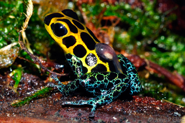 Seis animales que toman su veneno prestado de otras especies