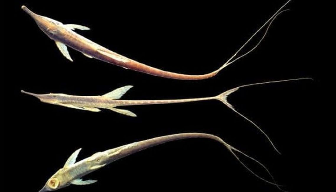 Científicos encontraron una nueva especie de pez en Bermejo