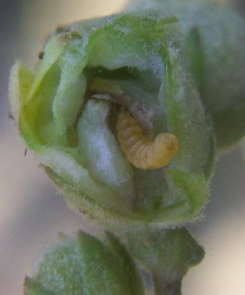 El increíble salto de la larva que pulveriza todos los récords humanos