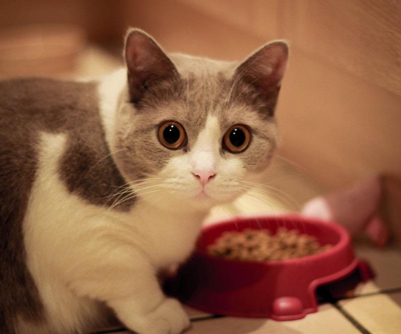 Alimento para gatos alivia alergia en humanos