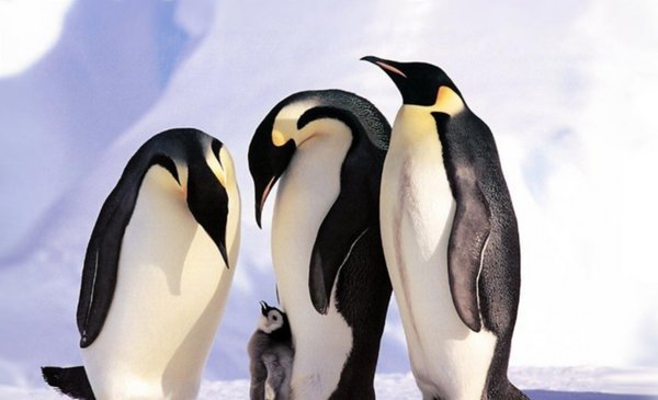 Hallan los restos de un pingüino gigante en Nueva Zelanda