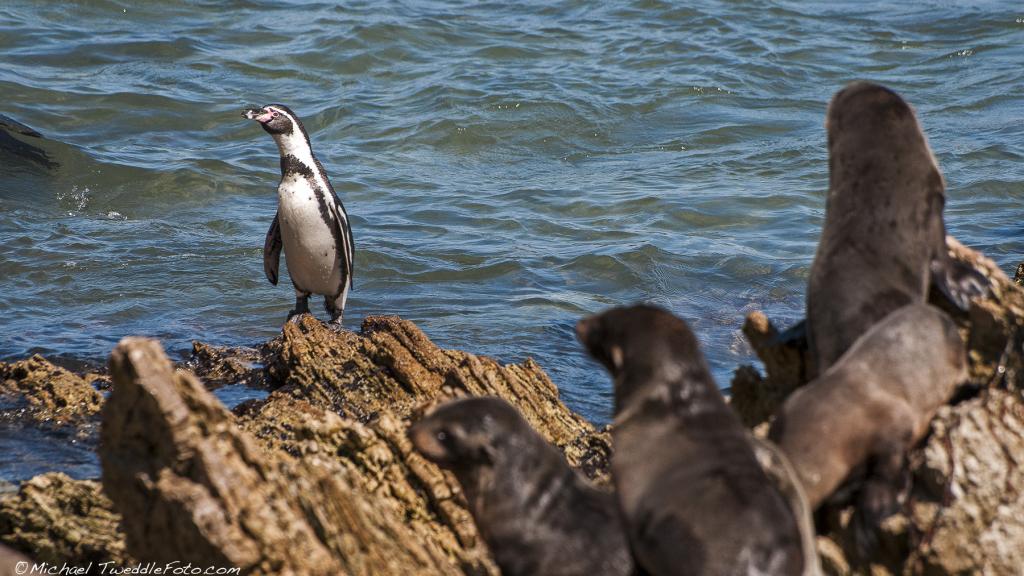 América del Sur: Conoce sobre la fría corriente de Humboldt