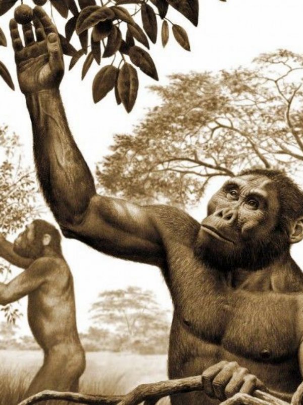 Rudapithecus: Fósil de una pelvis da una nueva visión