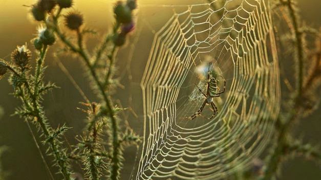 La seda de araña: La estructura más increíble de la naturaleza