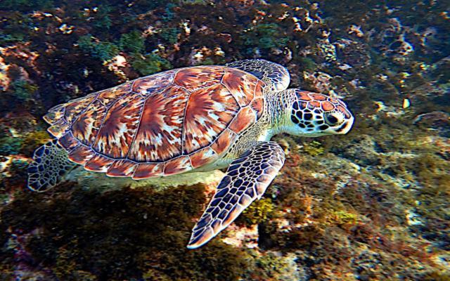 El comercio de productos de tortugas marinas está prohibido, pero aun se venden en Japón