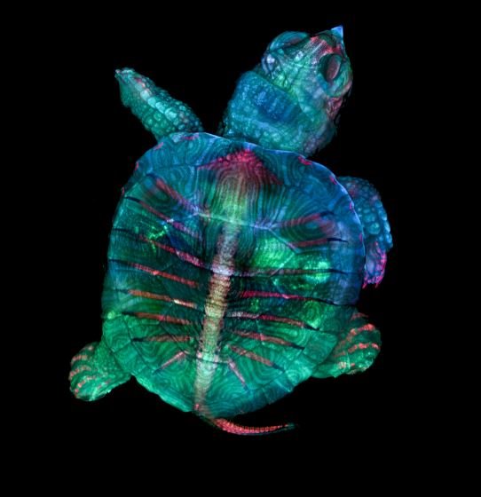 La microscopía, conozca la ciencia y el arte que encierra el microscopio