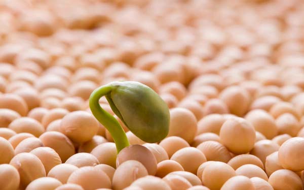 Las-Legumbres-Alimentos-Nutritivos-Por-Excelencia