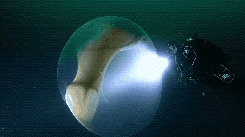 ¿Qué es esta enorme esfera transparente hallada bajo el mar?