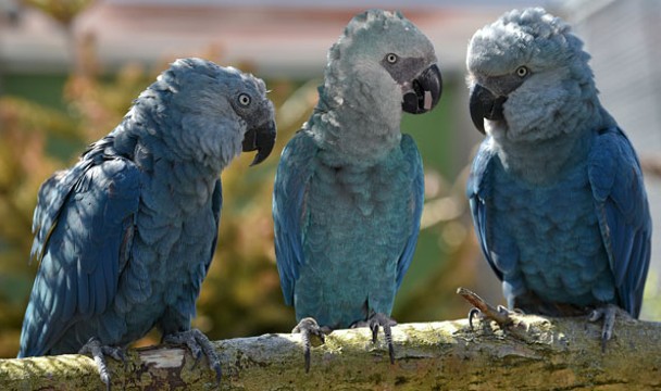 Se comercializa una de cada cinco especies de vertebrados silvestres: estas podrían ser las siguientes