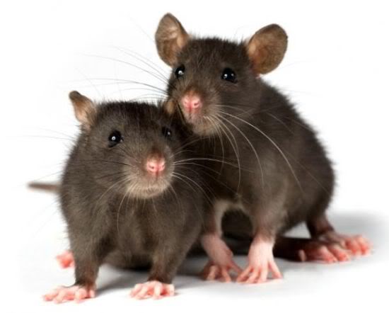 Las ratas sienten empatía igual que el humano