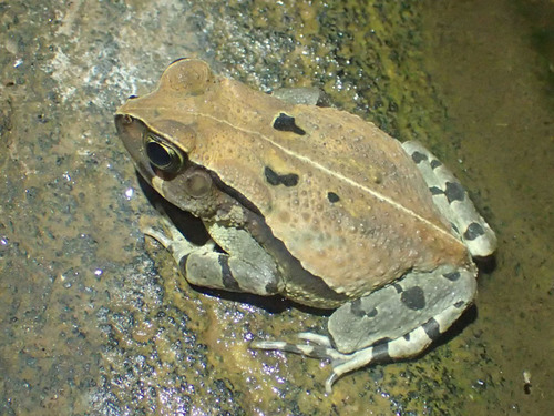 El sapo que se disfraza de víbora mortal para evitar ser devorado