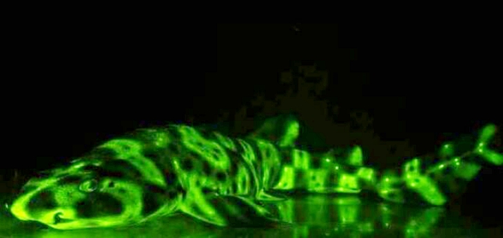 Biofluorescencia: la causante del brillo de los tiburones en la profundidad