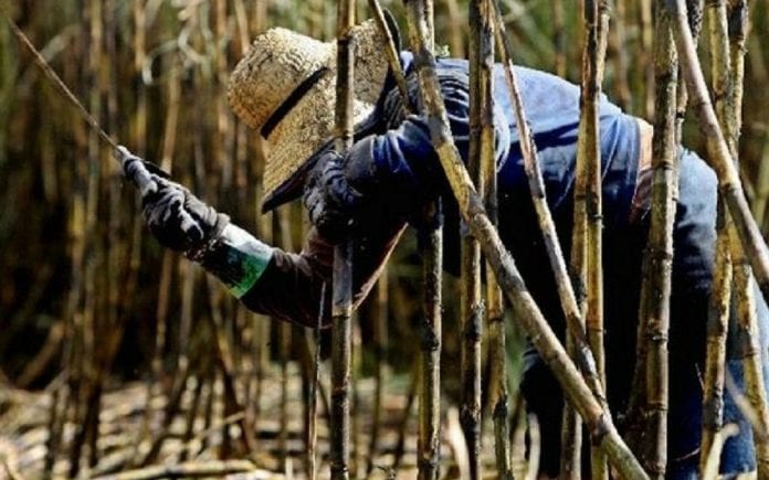 Por cada kilogramo de azúcar los cañicultores solo reciben 2.000 bolívares