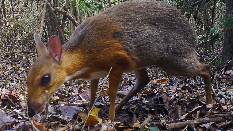 Una extraña especie de ciervo que se creía extinta, ha sido redescubierta
