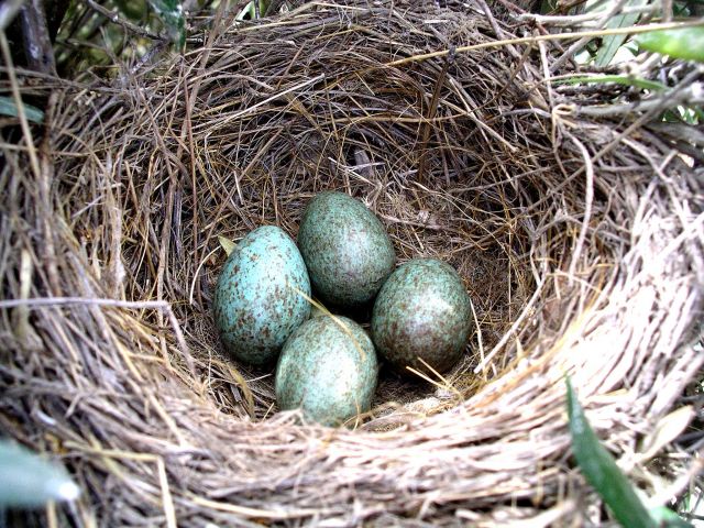 Resuelven el enigma de por qué los huevos son de colores diferentes