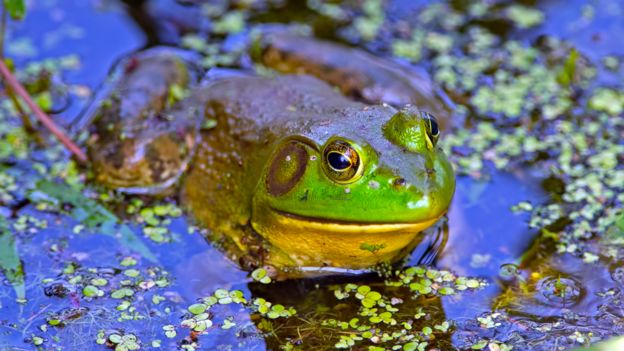 Siete especies invasoras están causando daños en América Latina