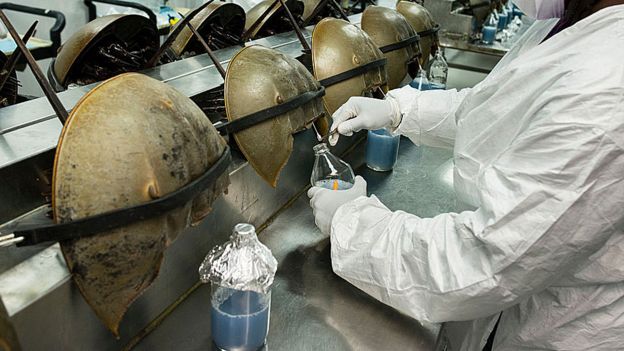 La Sangre azul del Cangrejo Herradura: Una excelente cura antibacterial