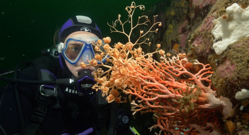 Clima: Arrecifes de coral moribundos son rescatados en Australia