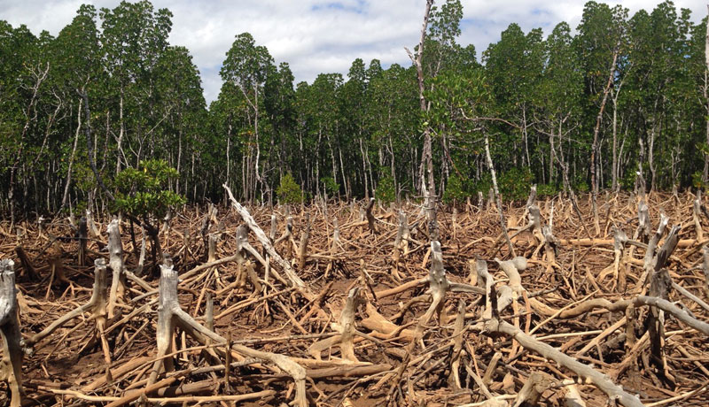 La deforestación está provocando enfermedades infecciosas en humanos
