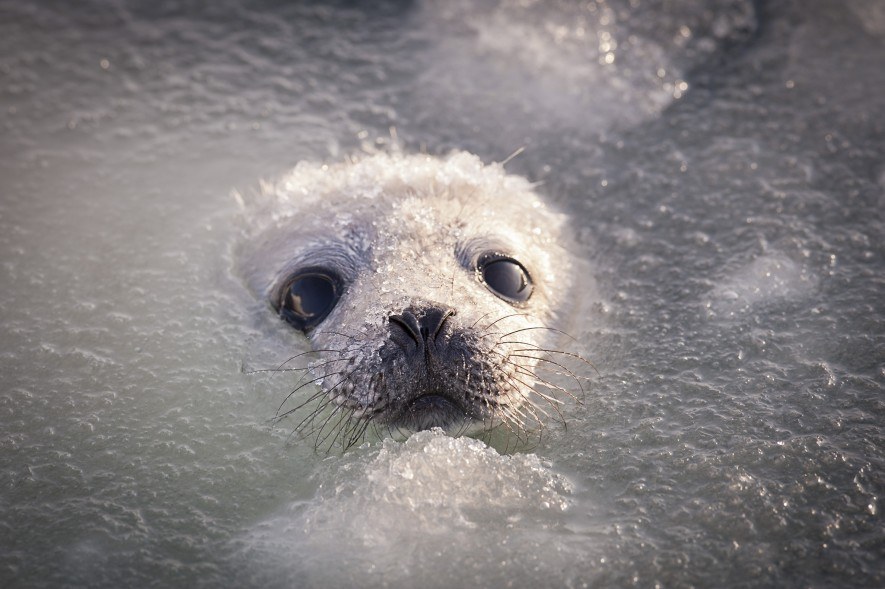 Así es el frágil mundo de las Focas de Groenlandia de Quebec