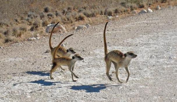 Conozca la particular "danza de guerra" de los suricatas