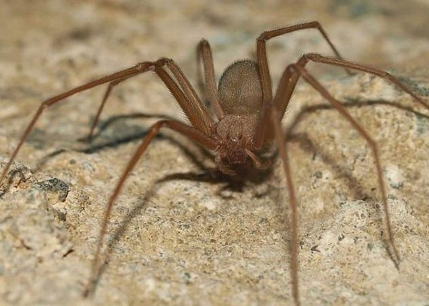 México: Estudiantes UNAM descubren nueva especie de araña violinista