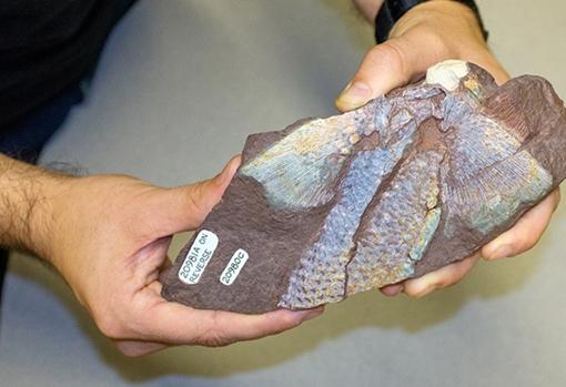 Desde el impulso con aletas en el medio acuático a caminar sobre la tierra