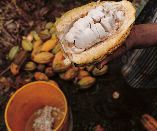 El mejor cacao blanco orgánico del mundo se consigue en Piura, Perú
