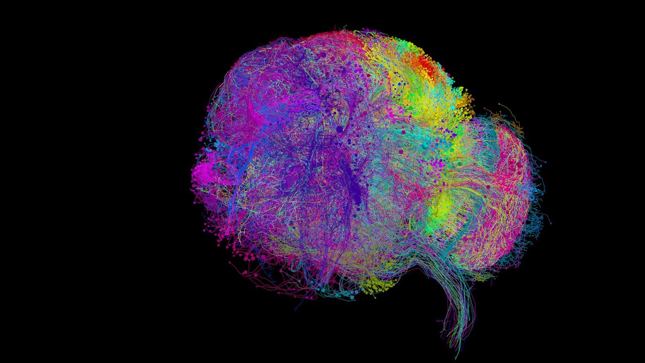 Científicos logran captar la imagen más precisa del cerebro de una mosca
