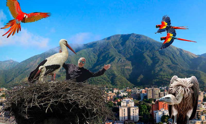 Claudio Nazoa las aves de Caracas