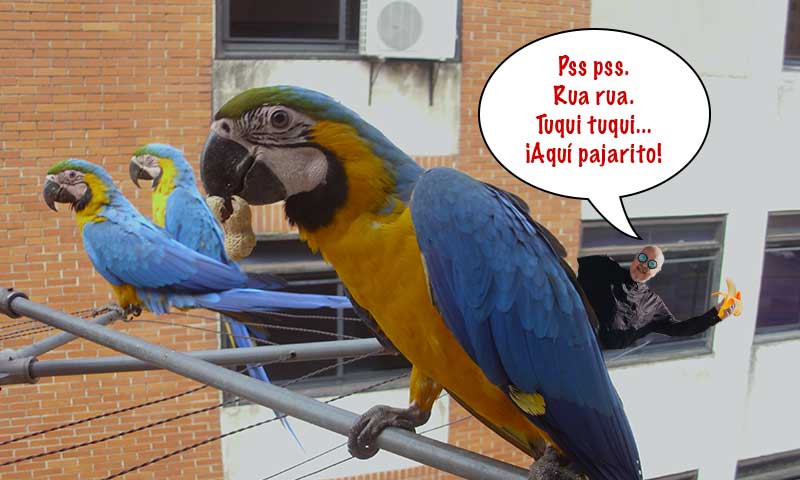 Claudio Nazoa guacamayas en Caracas