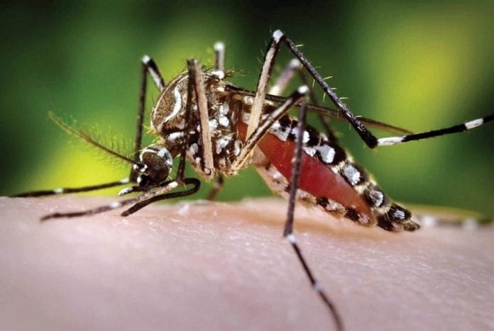 Dengue, causa probable de muerte de al menos 18 personas en Colombia en 2020