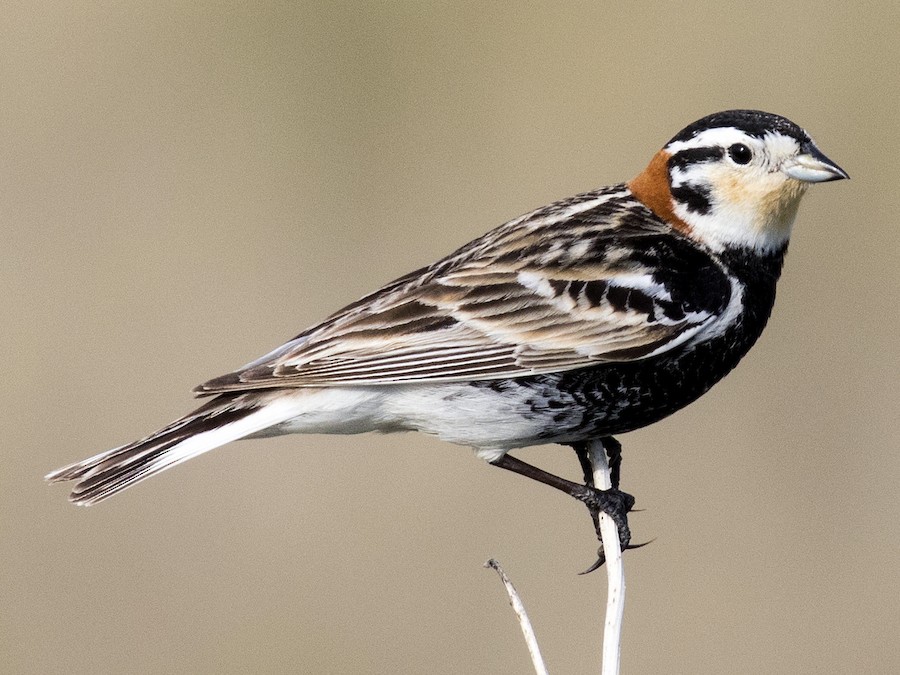 Aves: La increíble vida sexual de los escribanos