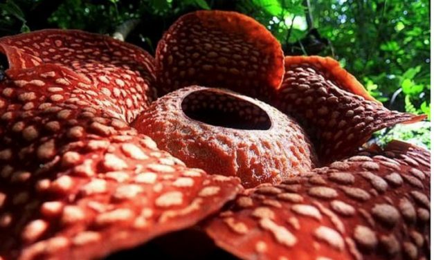 Una flor gigante muy extraña y apestosa batió todos los récords