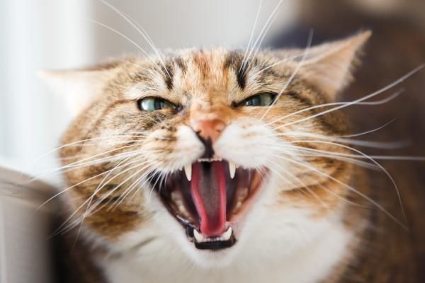 Rusia: una gata enloquece y mantiene a su dueña encerrada por dos días